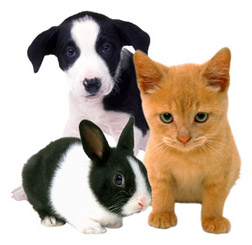 pes, kočka, králík