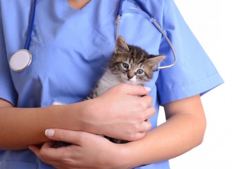 Volné pracovní místo - veterinární lékařka/lékař